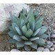 Agáve Parryi (rostlina: Agave parryi) - semena 10 ks
