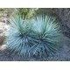 Juka Rigida (rostlina: Yucca rigida) - semena juky 10 ks