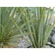 Juka Rigida (rostlina: Yucca rigida) - semena juky 10 ks