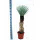 Juka Rigida (rostlina: Yucca rigida) - semena juky 10 ks