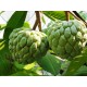 Annona - Láhevník (rostlina: Annona squamosa) - semena annony 7 ks