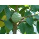 Annona - Láhevník (rostlina: Annona squamosa) - semena annony 7 ks