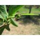 Annona - Láhevník (rostlina: Annona squamosa) - semena annony 7 ks