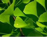 Ginko Biloba - Jinan (rostlina: Ginkgo biloba) - semena ginkga 3 Ks