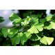 Ginko Biloba - Jinan (rostlina: Ginkgo biloba) - semena ginkga 3 Ks