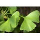 Ginko Biloba - Jinan (rostlina: Ginkgo biloba) - semena ginkga 3 Ks