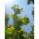 Ginko Biloba - Jinan (rostlina: Ginkgo biloba) - semena ginkga 3 Ks