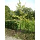 Ginko Biloba - Jinan (rostlina: Ginkgo biloba) - semena ginkga 3 Ks