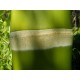 Král Bambusů (rostlina: Phyllostachys pubescens) - 3 semena bambusu