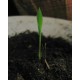 Král Bambusů (rostlina: Phyllostachys pubescens) - 3 semena bambusu