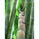 Bambus Obří - Dendrokalamus (rostlina: dendrocalamus giganteus) - 3 semena bambusu