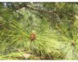 Borovice Himalájská (rostlina: pinus roxburghii) - 4 semena borovice
