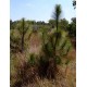 Borovice Himalájská (rostlina: pinus roxburghii) - 4 semena borovice