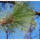 Borovice Himalájská (rostlina: pinus roxburghii) - 4 semena borovice