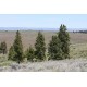 Brovice T�k� (rostlina: pinus ponderosa) - 7 semen borovice
