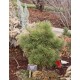 Brovice T�k� (rostlina: pinus ponderosa) - 7 semen borovice