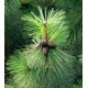 Brovice T�k� (rostlina: pinus ponderosa) - 7 semen borovice