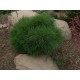 Brovice T�k� (rostlina: pinus ponderosa) - 7 semen borovice