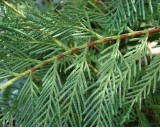 Cypřiš Stálezelený (rostlina: cupressus sempervirens) - 8 semen cypřiše