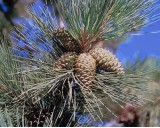 Brovice T�k� (rostlina: pinus ponderosa) - 7 semen borovice