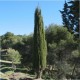 Cypřiš Stálezelený (rostlina: cupressus sempervirens) - 8 semen cypřiše