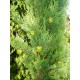 Cypřiš Stálezelený (rostlina: cupressus sempervirens) - 8 semen cypřiše