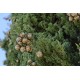 Cypřiš Stálezelený (rostlina: cupressus sempervirens) - 8 semen cypřiše