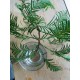 Metasekvoj ��nsk� (rostlina: Metasequoia glyptostroboides) - cca 12 semen