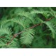 Metasekvoj ��nsk� (rostlina: Metasequoia glyptostroboides) - cca 12 semen