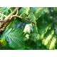 Metasekvoj ��nsk� (rostlina: Metasequoia glyptostroboides) - cca 12 semen