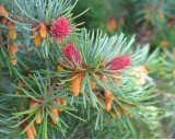 Douglaska Tisolistá (rostlina: Pseudotsuga menziesii) - cca 12 semen