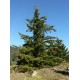 Douglaska Tisolistá (rostlina: Pseudotsuga menziesii) - cca 12 semen