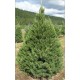 Douglaska Tisolistá (rostlina: Pseudotsuga menziesii) - cca 12 semen
