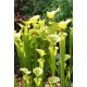 Špirlice Křídlatá (rostlina: Sarracenia alata) - cca 12 semen masožravky