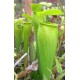 Špirlice Křídlatá (rostlina: Sarracenia alata) - cca 12 semen masožravky