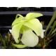Špirlice Křídlatá (rostlina: Sarracenia alata) - cca 12 semen masožravky
