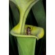Špirlice Křídlatá (rostlina: Sarracenia alata) - cca 12 semen masožravky