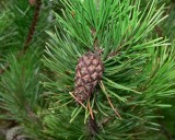 Borovice Pob�e�n� (rostlina: Pinus contorta) - 7 semen borovice