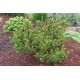 Borovice Pob�e�n� (rostlina: Pinus contorta) - 7 semen borovice