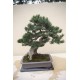 Borovice Pob�e�n� (rostlina: Pinus contorta) - 7 semen borovice