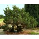 Borovice Pob�e�n� (rostlina: Pinus contorta) - 7 semen borovice
