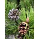 Borovice Pob�e�n� (rostlina: Pinus contorta) - 7 semen borovice