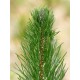 Borovice Pob�e�n� (rostlina: Pinus contorta) - 7 semen borovice