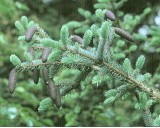 Smrk Dra�� (rostlina: Picea asperata) - 10 semen smrku