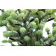 Smrk Dra�� (rostlina: Picea asperata) - 10 semen smrku