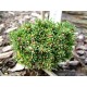 Smrk Dra�� (rostlina: Picea asperata) - 10 semen smrku