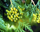 Thuja Západní (rostlina: Thuja occidentalis) - cca 30 semen thuje