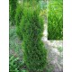 Thuja Západní (rostlina: Thuja occidentalis) - cca 30 semen thuje