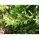 Thuja Západní (rostlina: Thuja occidentalis) - cca 30 semen thuje
