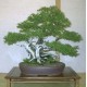 Thuja Západní (rostlina: Thuja occidentalis) - cca 30 semen thuje